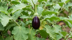 Stanchezza dopo la semina delle melanzane: come ripristinare il terreno e cosa può crescere lì