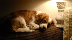 È opportuno lasciare le luci accese quando il cane rimane a casa da solo?