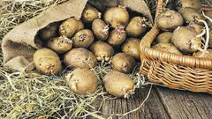Questo frutto impedisce la germinazione delle patate. Come conservarle in casa affinché rimangano fresche fino alla primavera?
