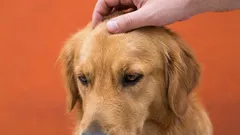 10 cose da non fare per un proprietario di cane: errori che ostacolano l'amicizia