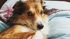 Come capire se il tuo cane non si fida di te: tre abitudini che erroneamente interpreti come obbedienza