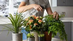 Come conservo le mie piante domestiche durante l'inverno. Alcuni consigli personali