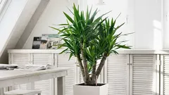 Questi 11 alberi da appartamento renderanno rapidamente più verde qualsiasi spazio