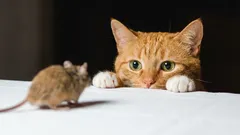 «Regalo» sul pavimento: come dissuadere delicatamente il gatto dal portare topi in casa e cosa fare con i «trofei»