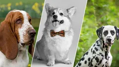 7 razze di cani incredibilmente vivaci che ti metteranno sempre di buon umore