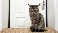  I gatti si arrabbiano quando vengono lasciati soli: non solo ignorati, ma molto peggio.