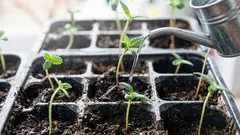 Come innaffiare le piantine per evitare la gamba nera: la regola d'oro dell'irrigazione