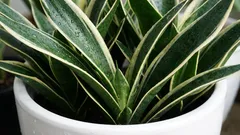 Vivono per decenni: le classiche piante da appartamento. Poco esigenti e belle