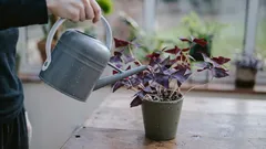 Acqua viva al posto dei fertilizzanti: un modo semplice per risvegliare le piante d'appartamento