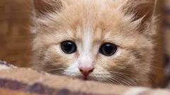 Perché il gatto ha improvvisamente iniziato a evitare il padrone?