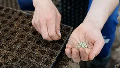 È preferibile piantare questo fiore nel mese di febbraio.