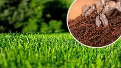 Fondi di caffè sul prato: quanto applicarne per renderlo più folto e verde senza muffa