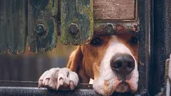 Come i cani ci chiedono aiuto: 7 segnali che spesso non notiamo
